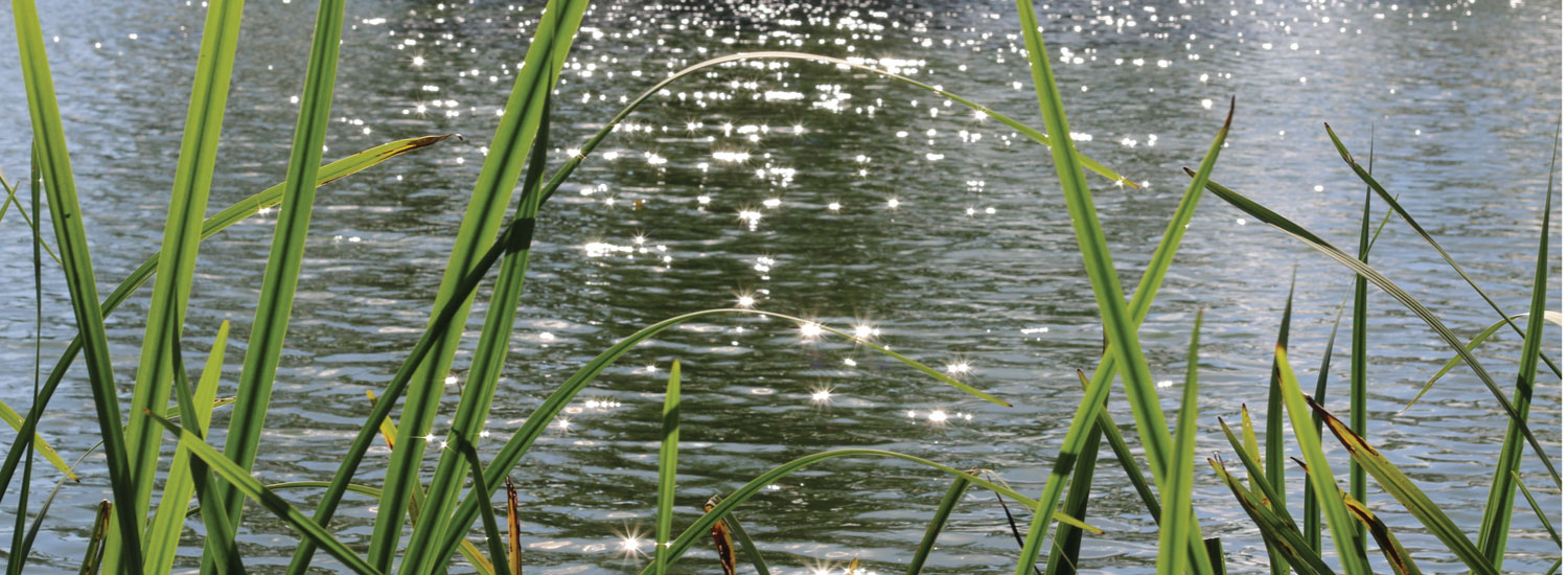 The Difference Between Mindfulness and Transcendental Meditation