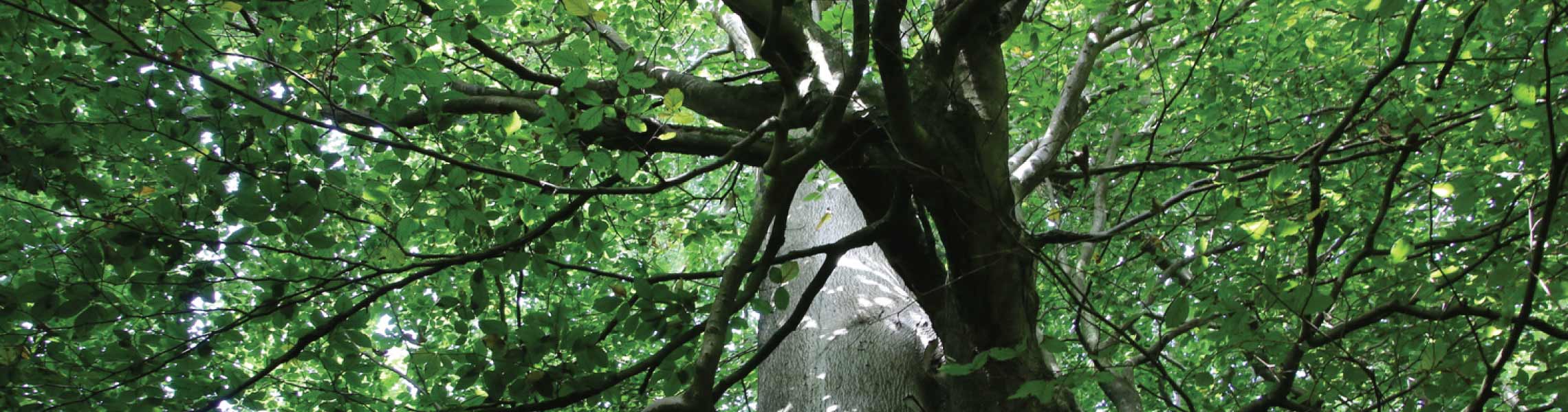 The Meditation Trust