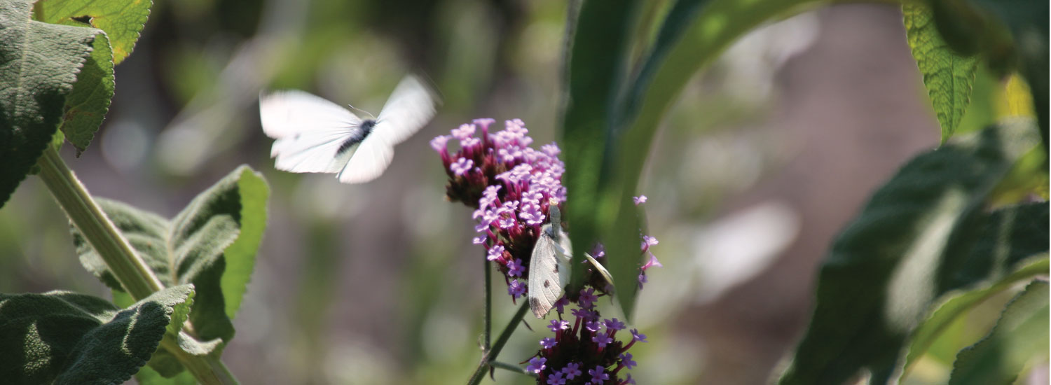 The Difference Between Mindfulness and Transcendental Meditation